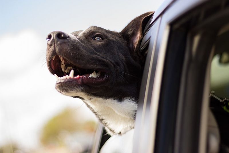 Heyermann Fahrzeugeinrichtungen - Hundeboxen fürs Auto | Heyermann baut für Sie individuell
